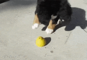 Dog playing with sour lemon